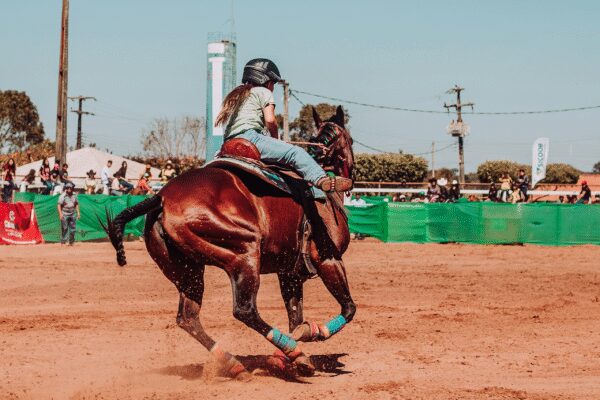 Demo Bidhorse