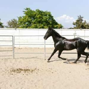 Demo horsebid