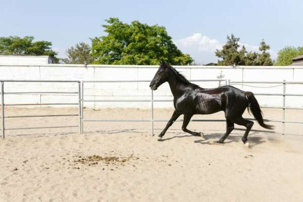 Demo horsebid